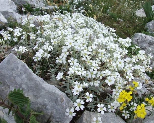 cerastium tomentosum